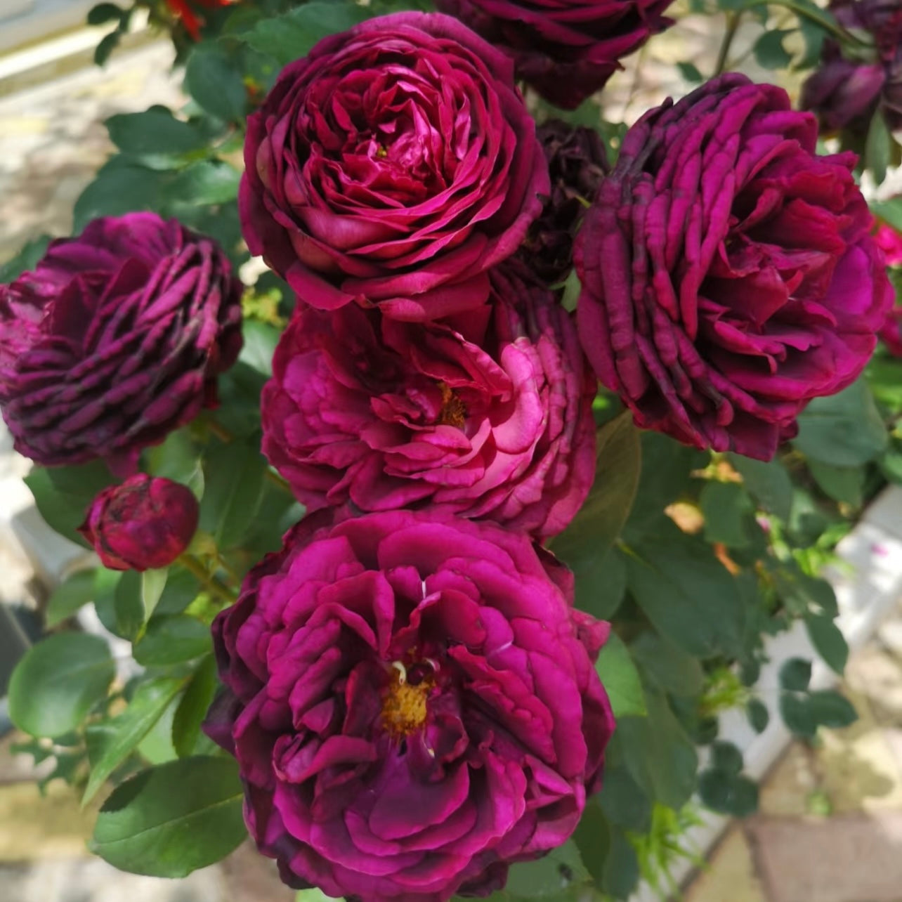 Royal Palace rose with velvety deep red blooms and glossy green leaves, fragrant and elegant shrub rose from Kate Roses.