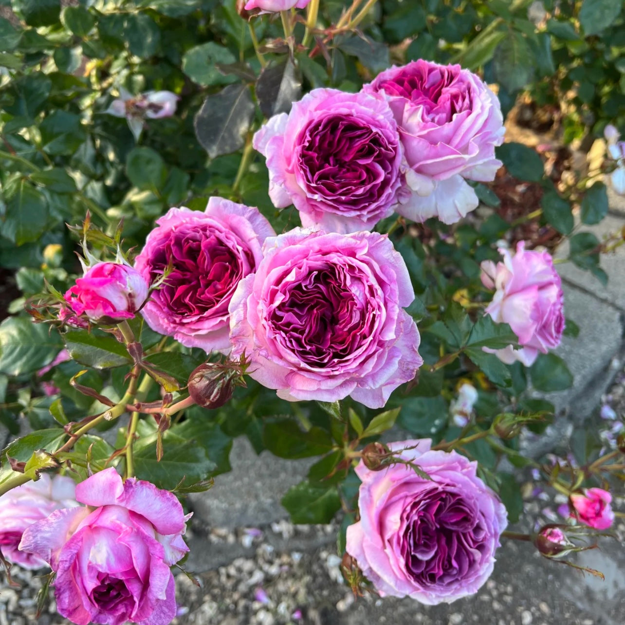 Thierry Marx – Violet Shrub Rose with Strong Fruity Fragrance