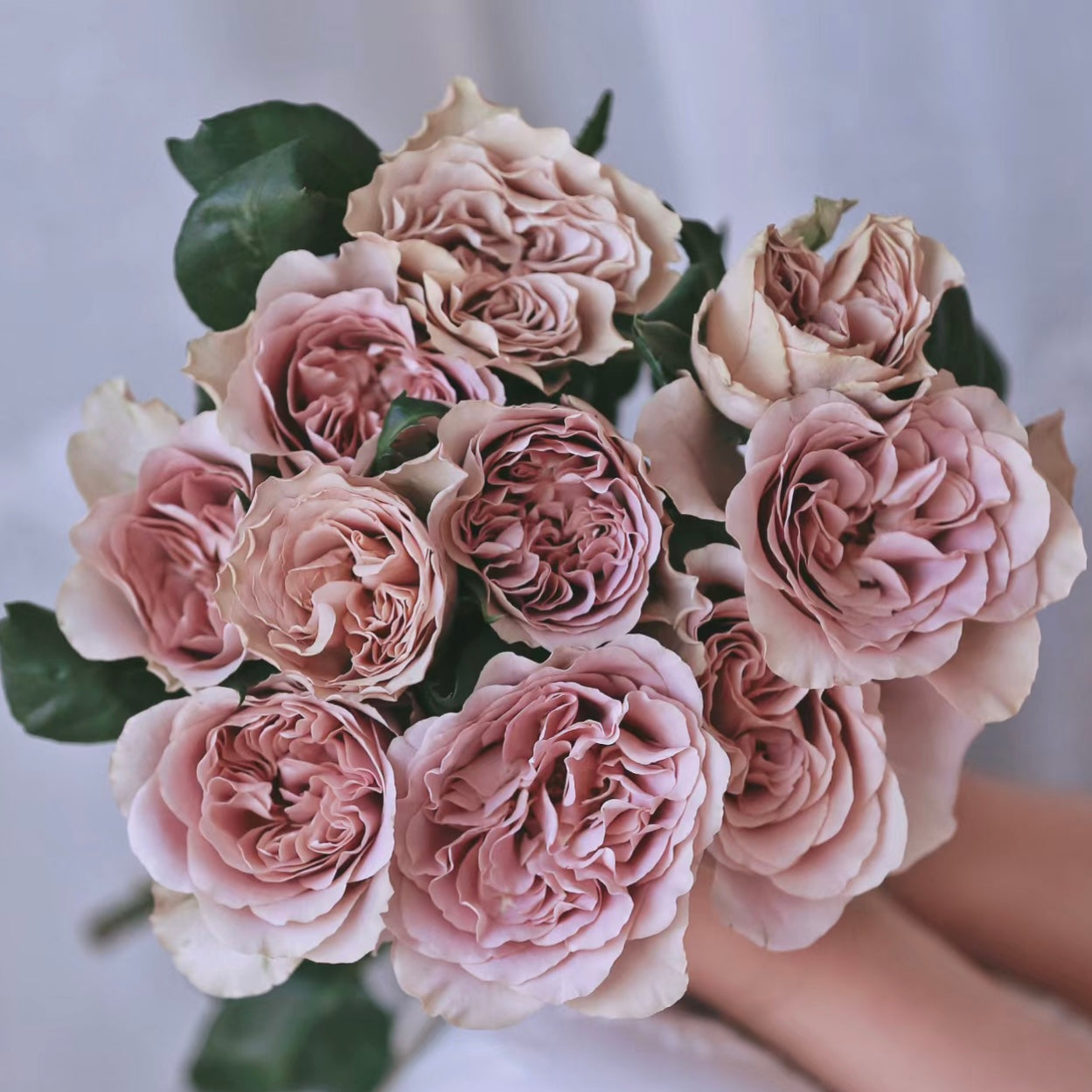 Bouquet of Caffe Latte roses featuring beige and mocha petals, rare and stylish rose with soft natural colors.