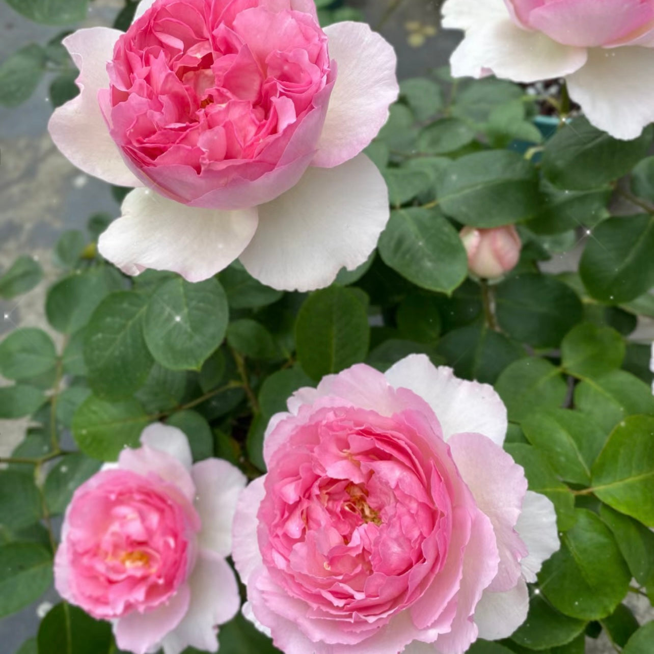 Yves Le Metropole Rose - Kate Roses