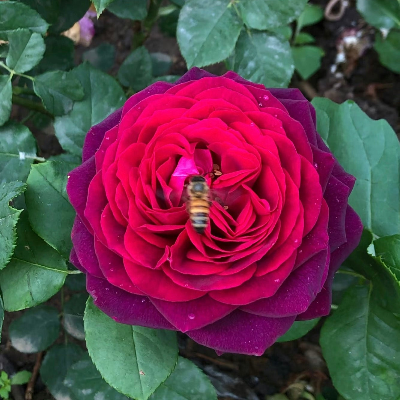 Bee collecting nectar from a fragrant Black Caviar rose with rich red gradient petals and glossy green leaves.