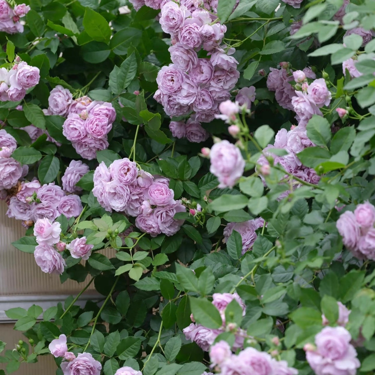 Lavender Bouquet Rose