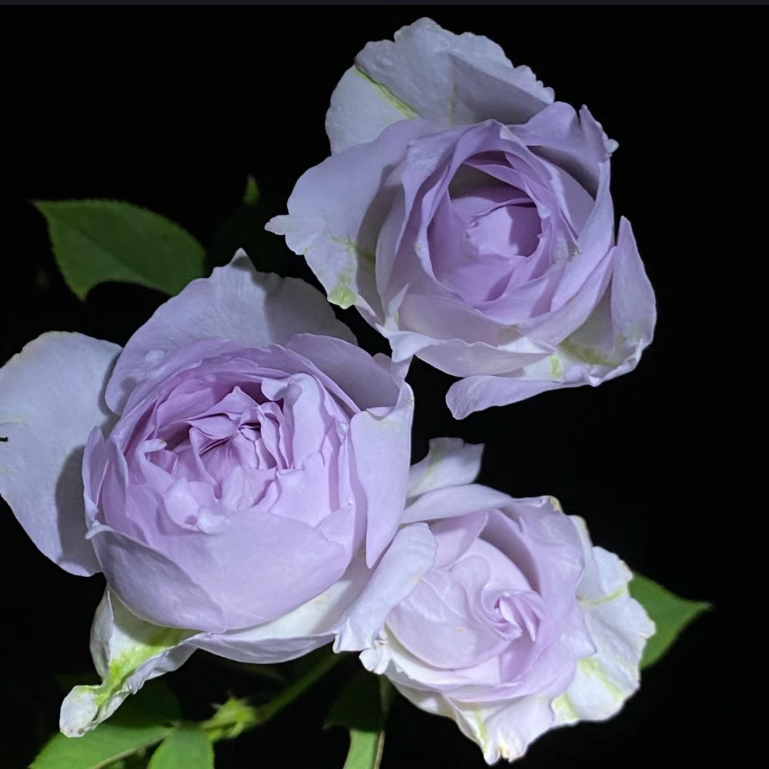 Lucifer Rose - Kate Roses