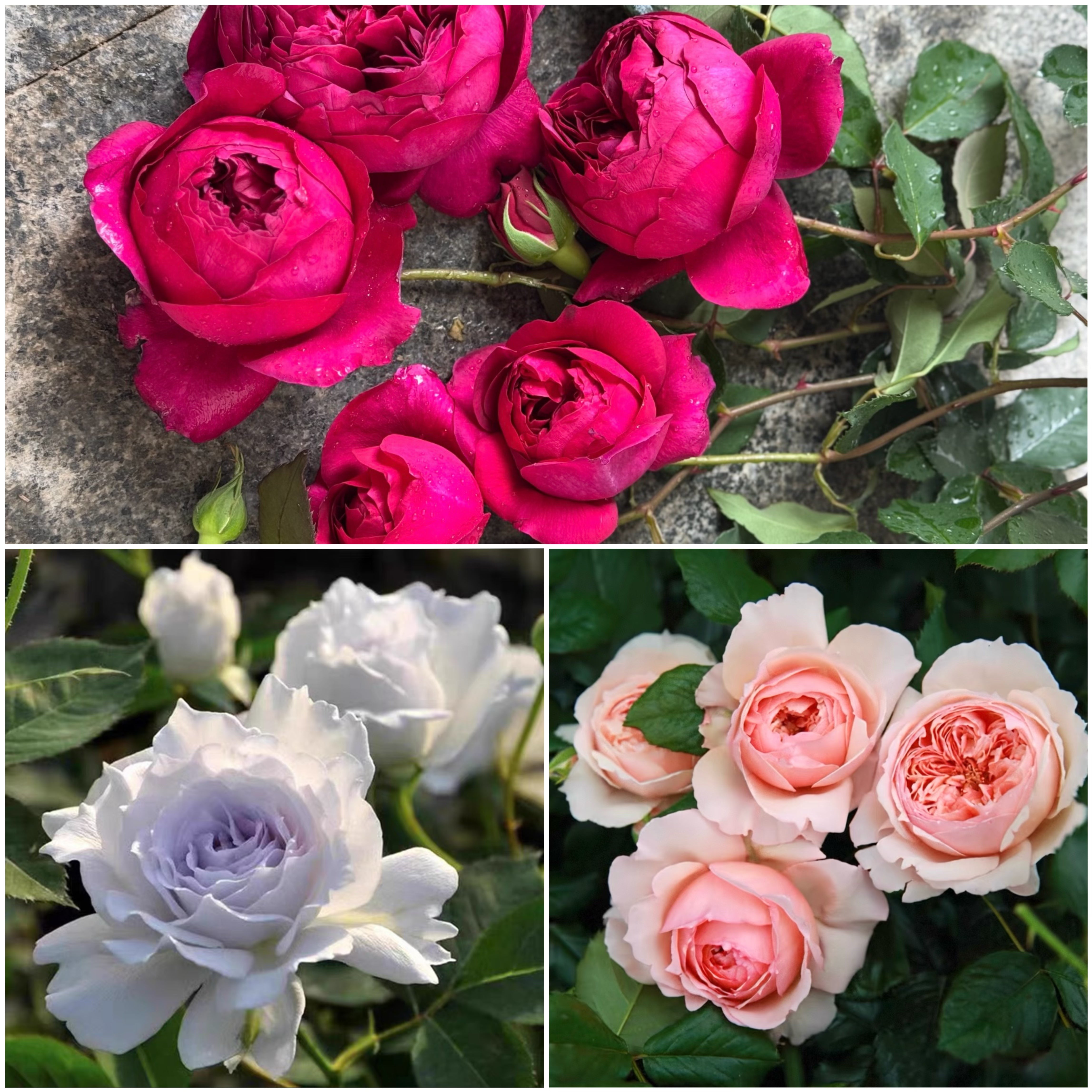 Japanese Fragrance Rose Bundle