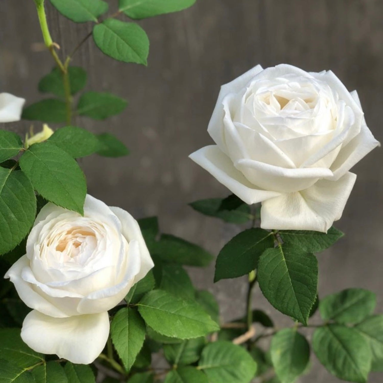 Wedding Road Cloche de Mariage Rose - Kate Roses
