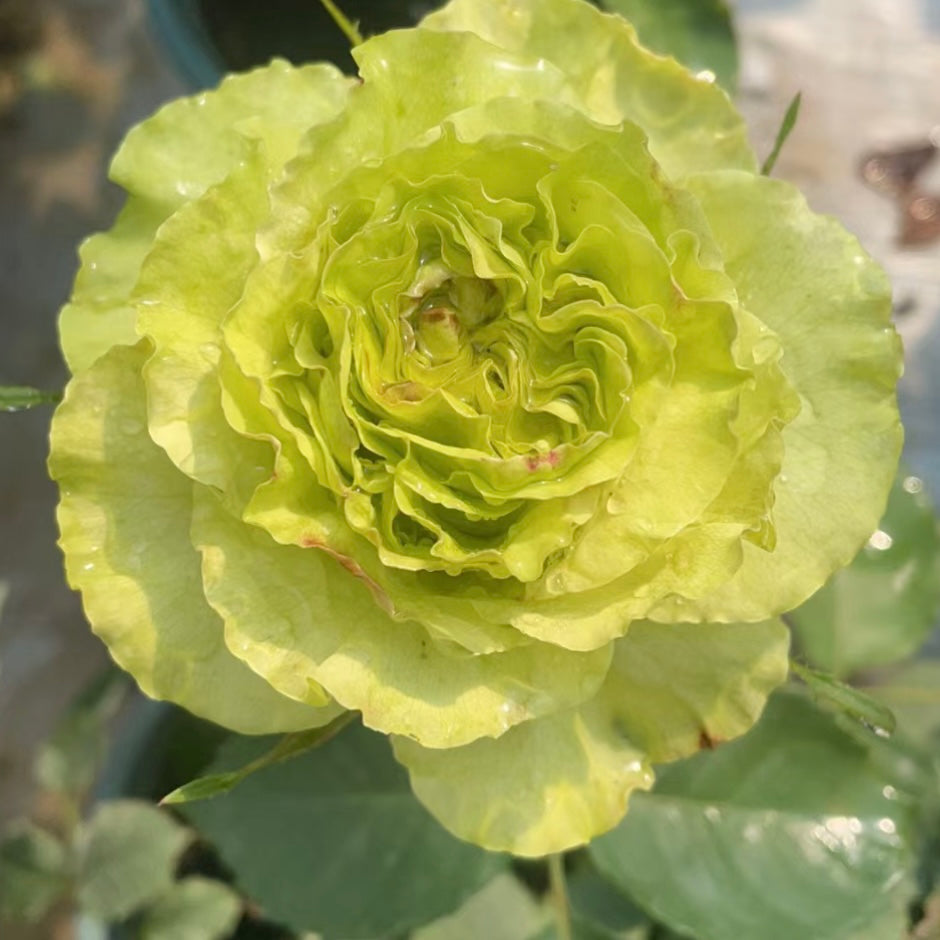 Super Green rose glowing in sunlight, vivid green blooms with crisp form and long-lasting freshness.