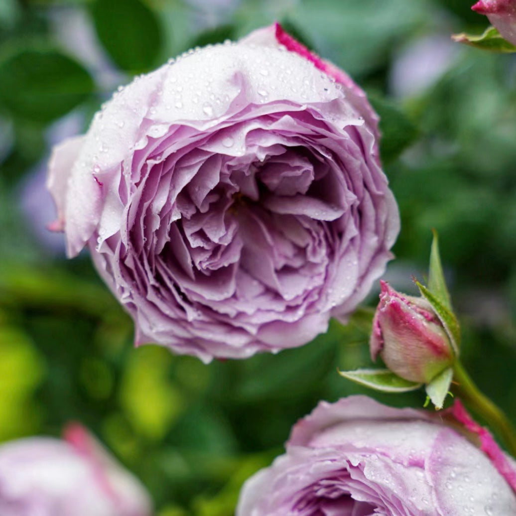 Blue Pompon Rose - Kate Roses