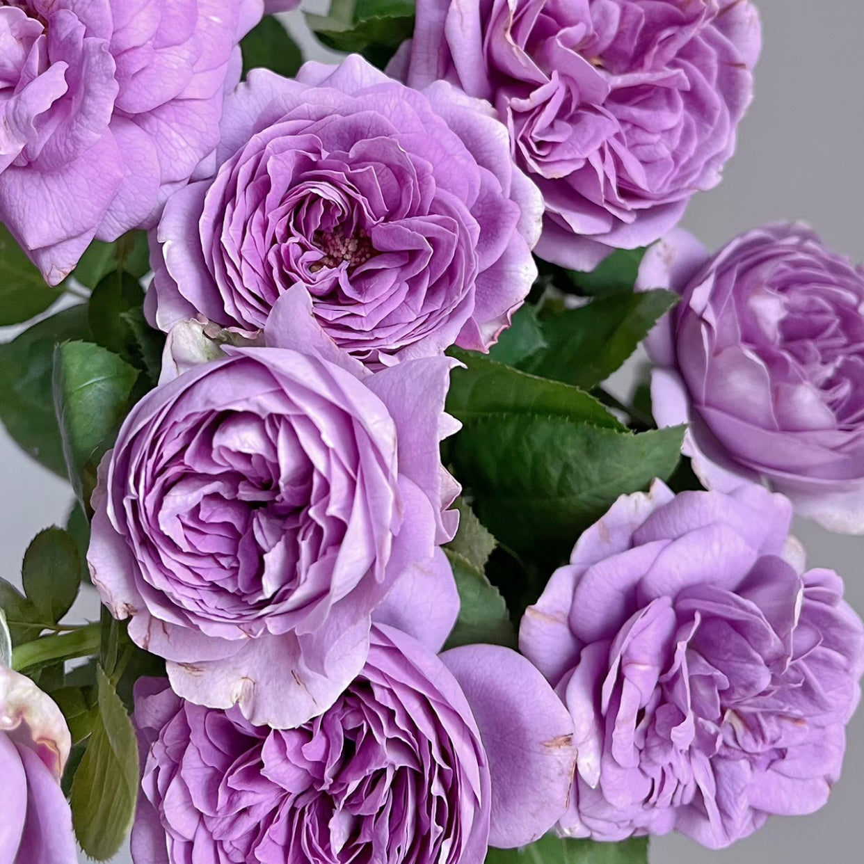 Blue Pompon Rose - Kate Roses