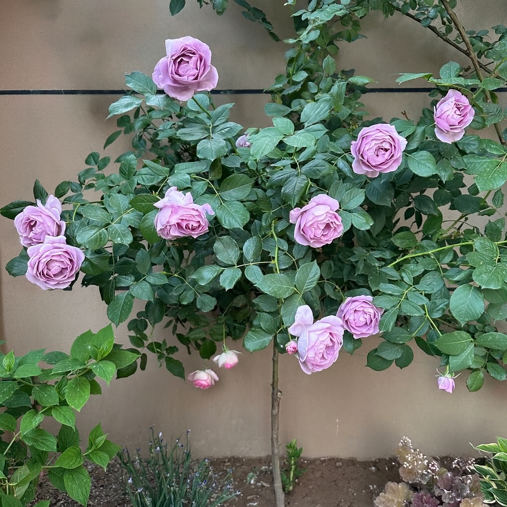 32“ Shinoburedo Tree Rose