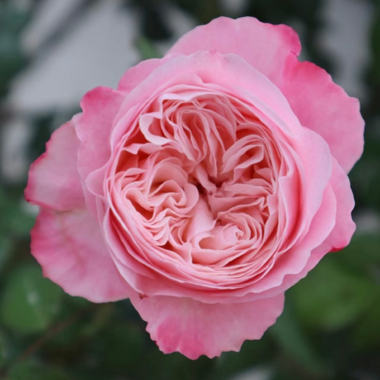 Tamaki Misora Rose - Kate Roses