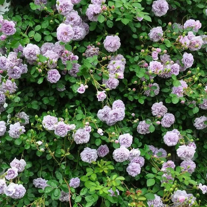 Close-up of Rainy Blue rose bloom showing layered lavender petals with a soft purple tone and gentle fragrance.