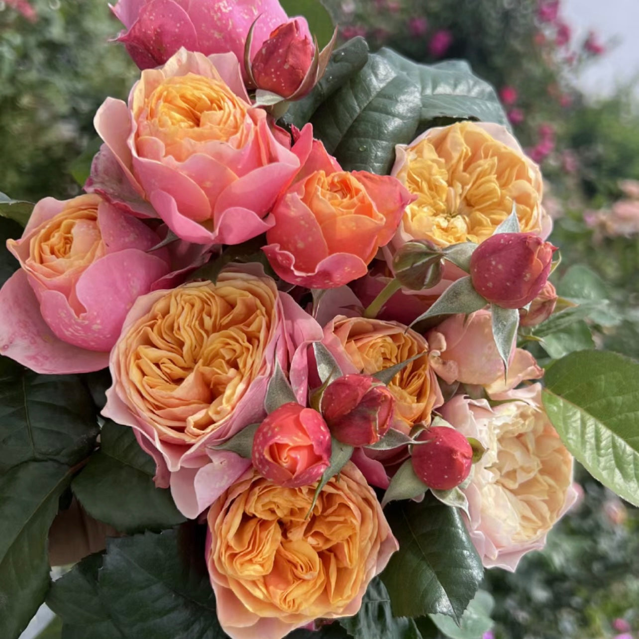 Vuvuzela Rose - Kate Roses