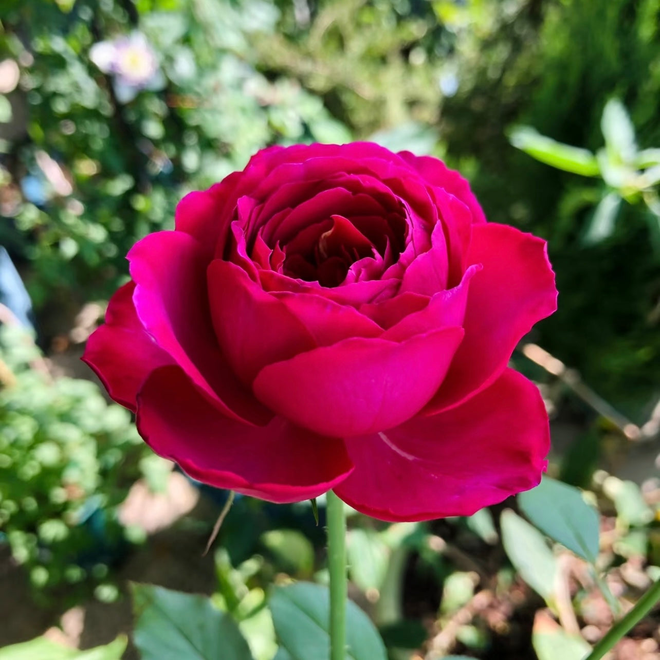 Yves Scented Garden Rose