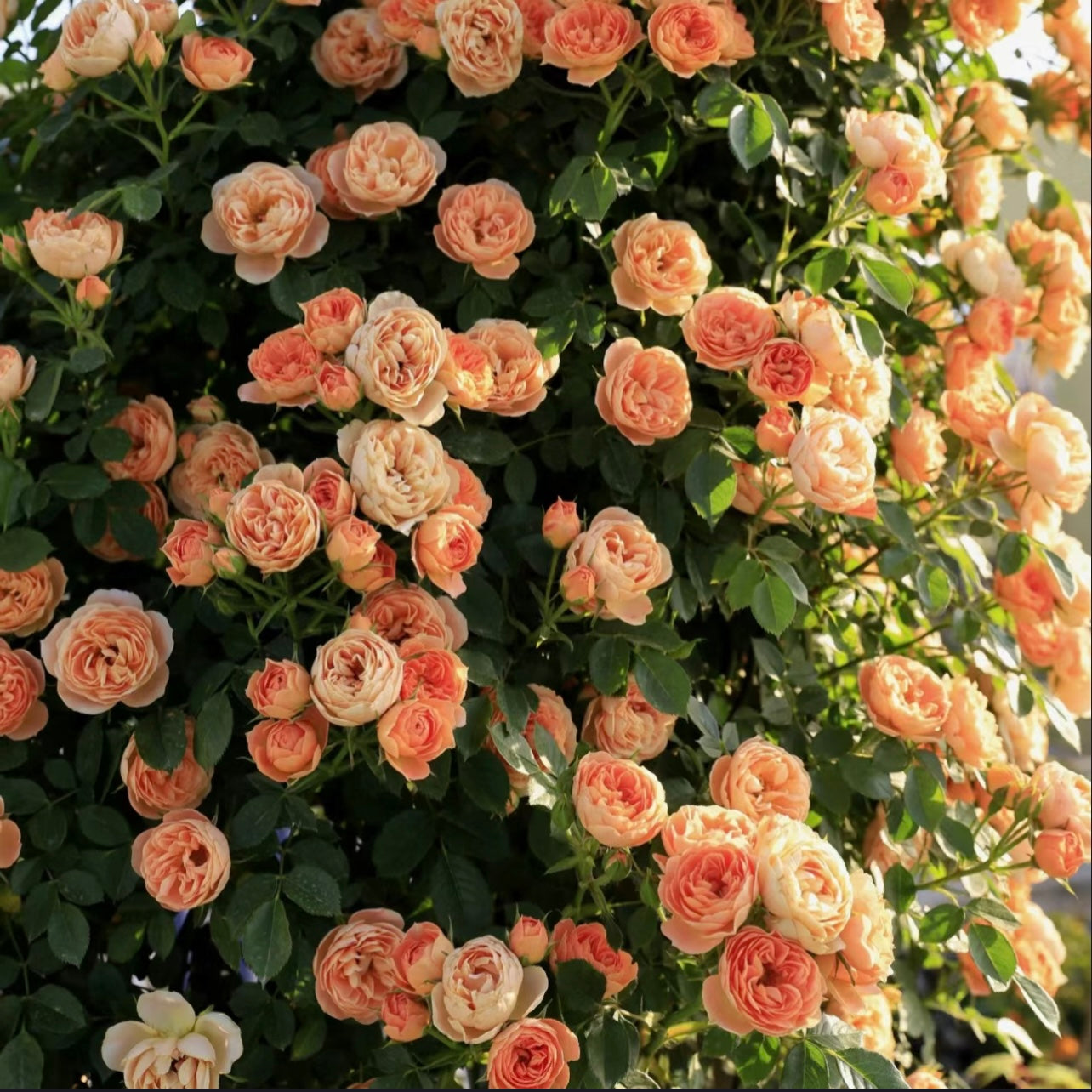 Sweet Dream Rose - Kate Roses