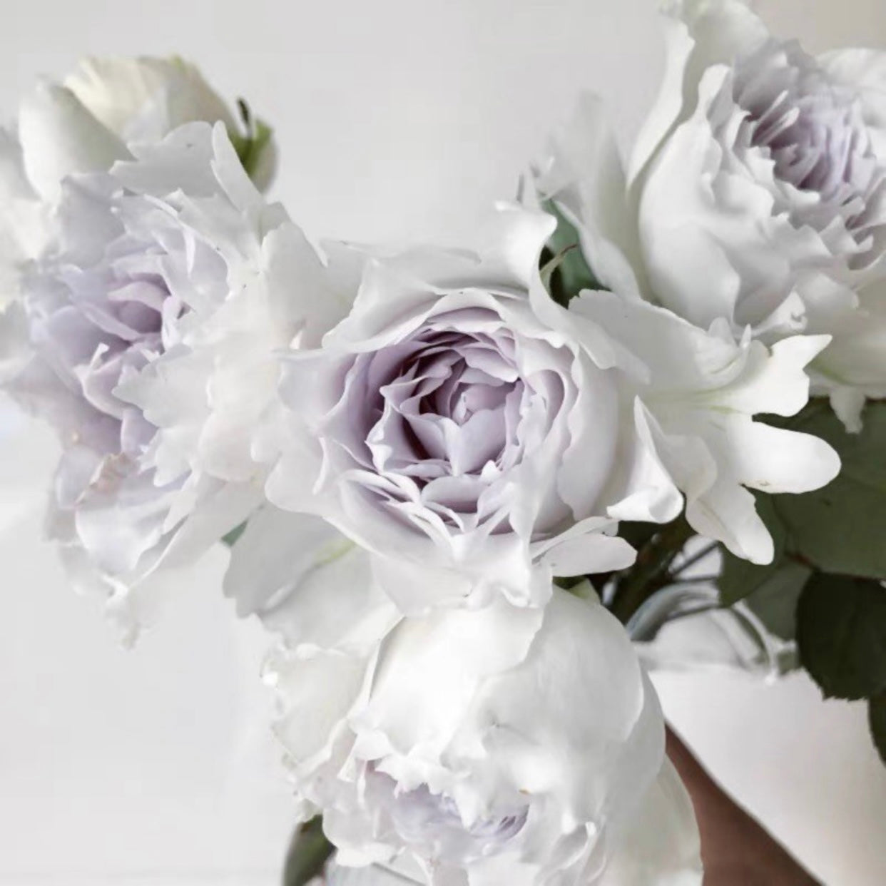 Bouquet of Gabriel roses featuring creamy white blooms with lavender centers, fragrant Japanese rose from Kate Roses.