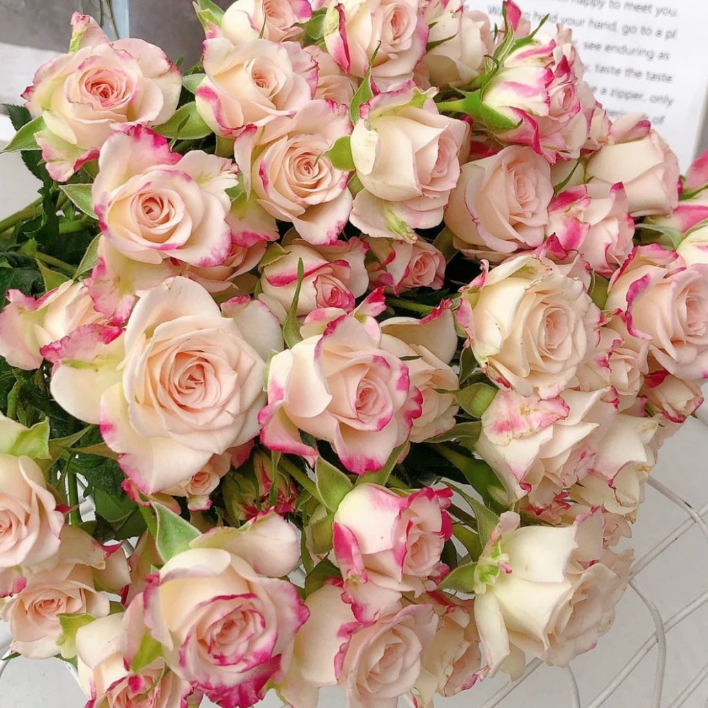 Reflex Rose - Kate Roses