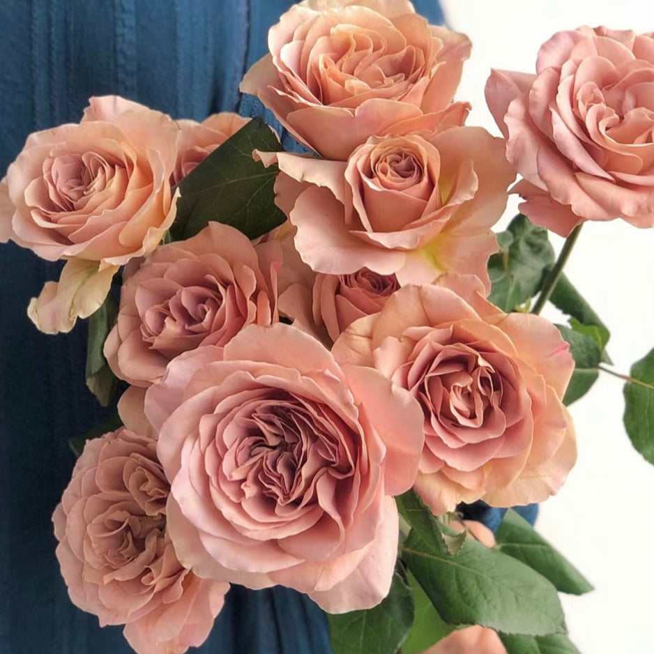 Caffe Latte Rose - Taupe Color - Moderately Fragrant | Kate Roses