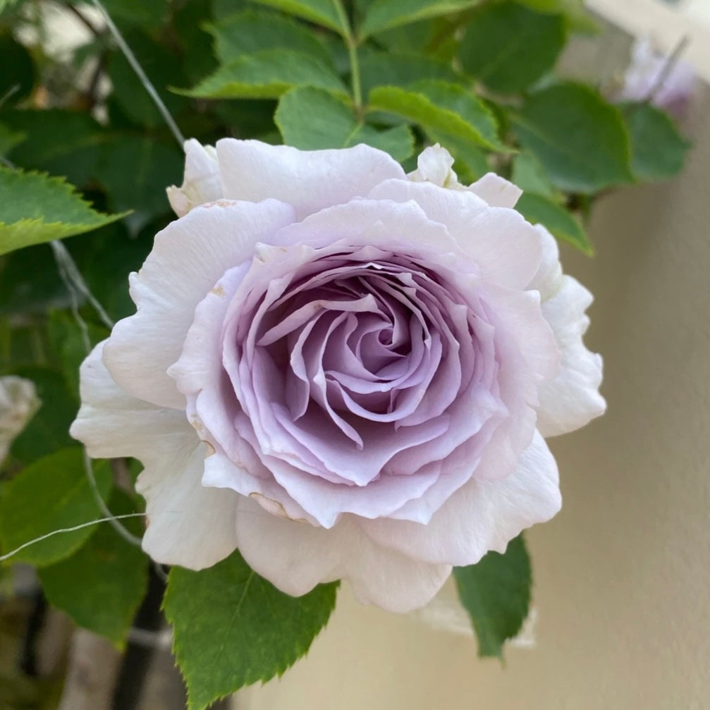 Lucifer Rose - Kate Roses