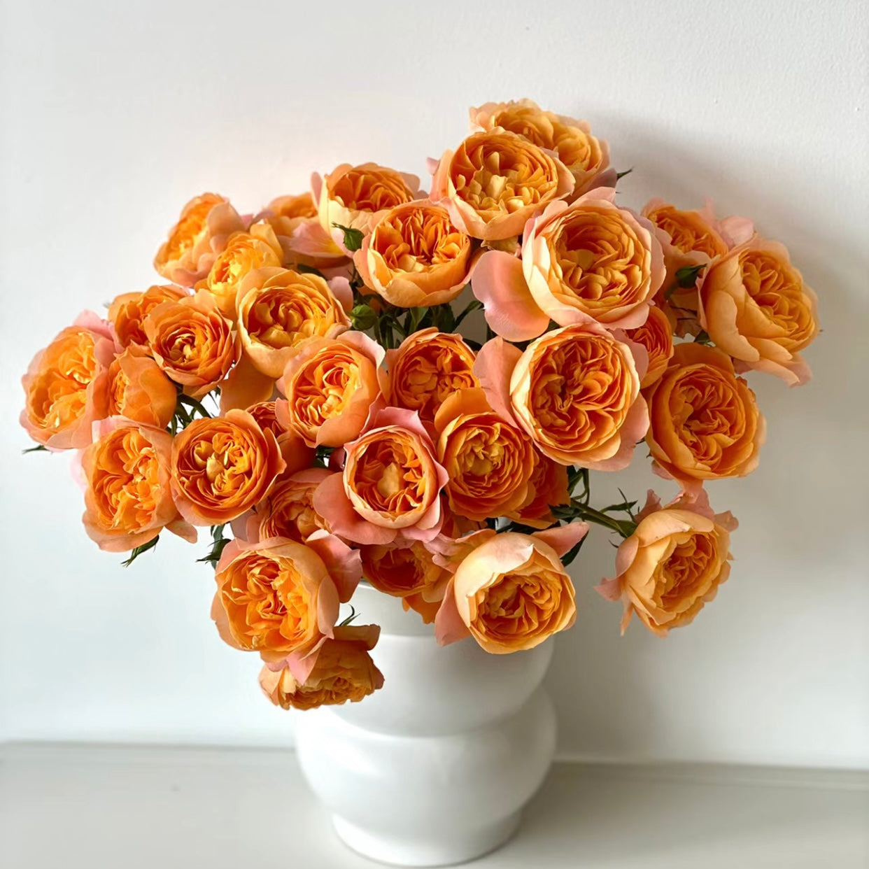 Juicy Terrazza rose flower with layered coral petals and orange center, vibrant and heat-tolerant rose from Kate Roses.