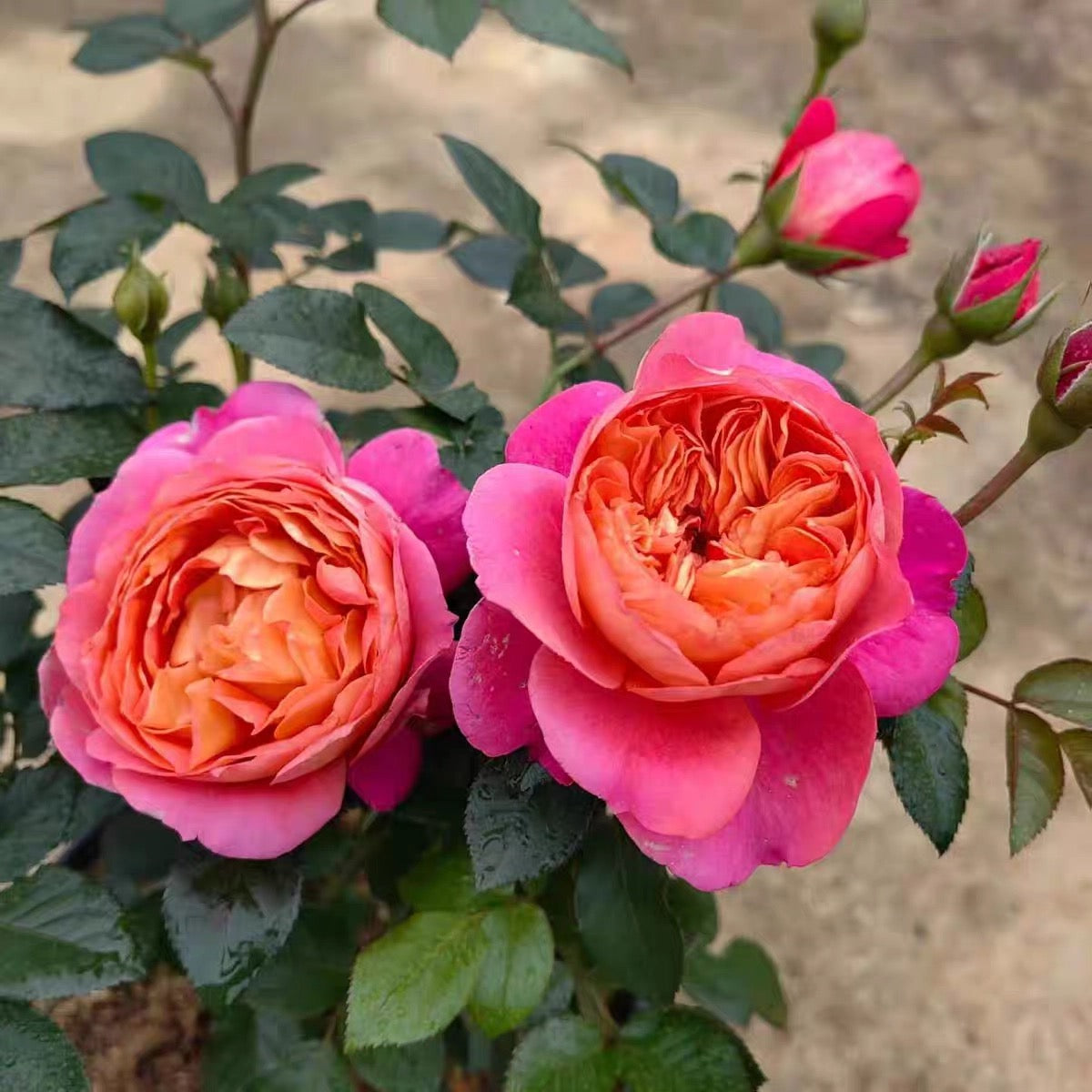 Juicy Beauty Rose