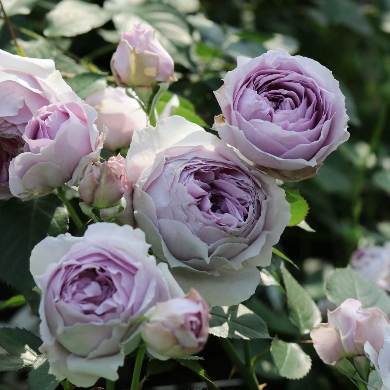 Lilas rose plant in full bloom, lavender flowers with purple centers and glossy foliage, fragrant and strong.