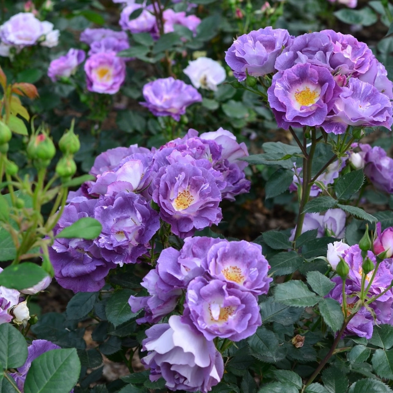 Garden view of Blue For You showing semi-double lavender blooms and yellow centers.