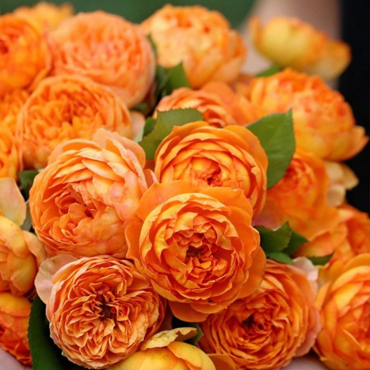 Honey Caramel Rose - Kate Roses