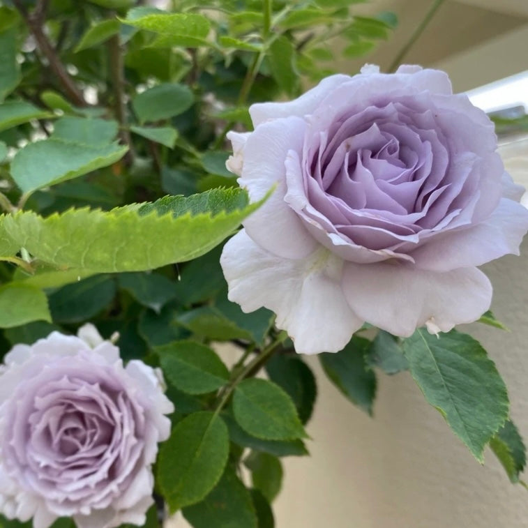 Lucifer Rose - Kate Roses