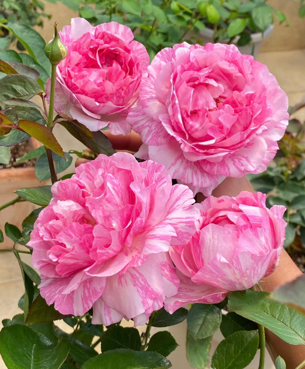 Yves Splash Rose - Kate Roses