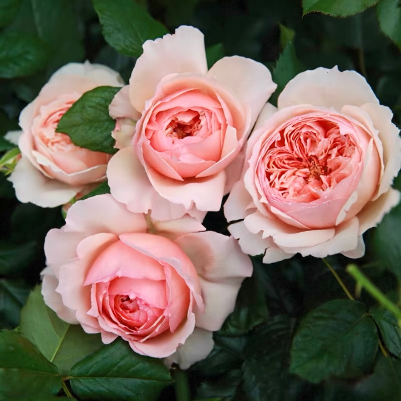 Masora roses featuring apricot and blush petals arranged in full, cupped blooms with a romantic pastel tone.