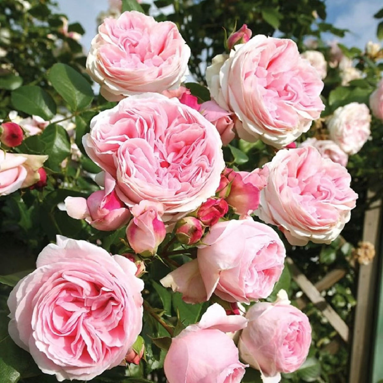 Pretty Yuto Rose - Kate Roses