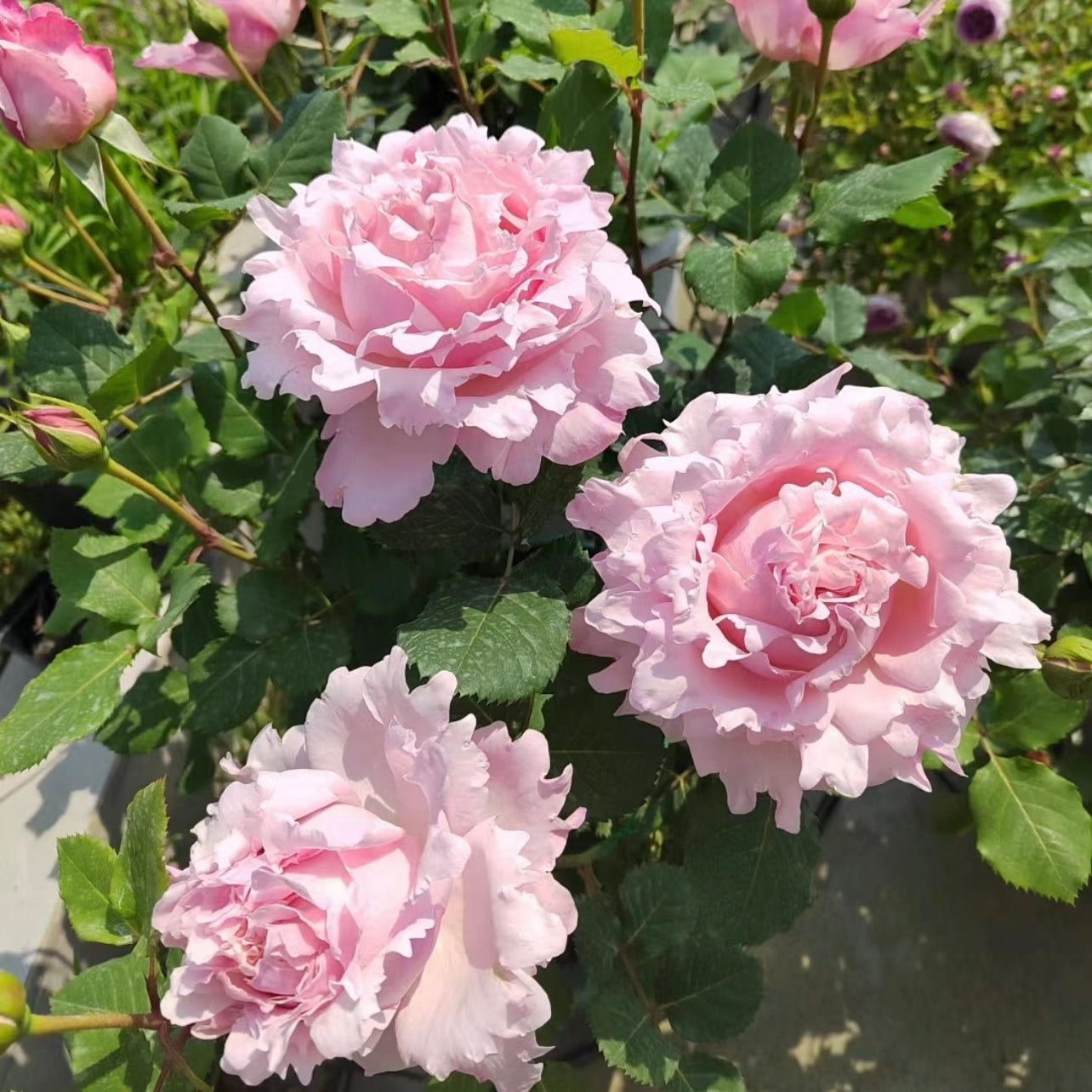 Sophie Rochas rose blooming in garden, pink hybrid tea rose with classic shape and fragrant blossoms.