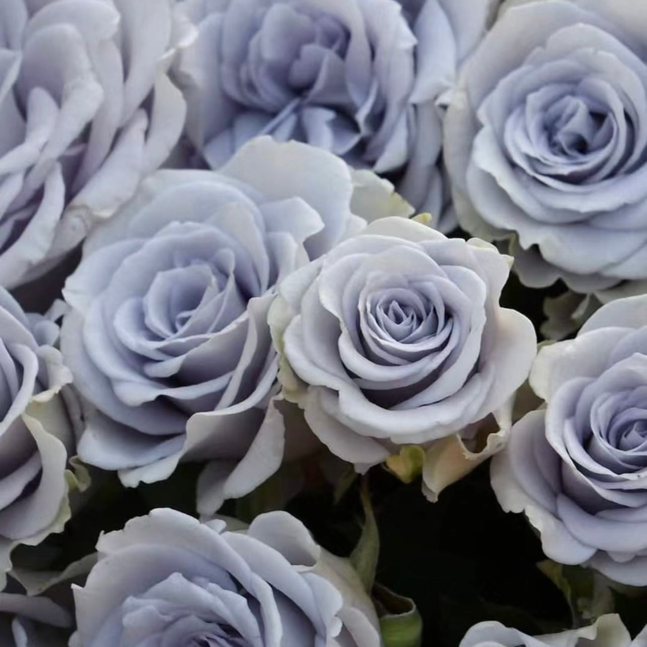 Grawn Blue Rose - Rare True Blue Rose - Japanese Rose | Kate Roses
