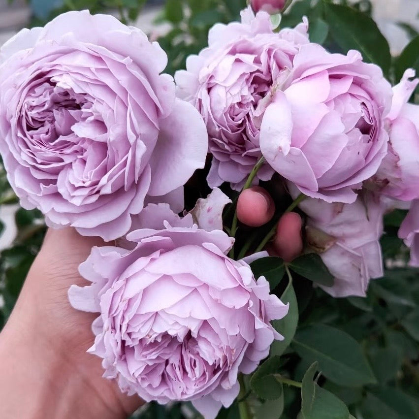 Kong Meng rose bush in a garden setting covered with lavender double blooms and healthy green foliage.