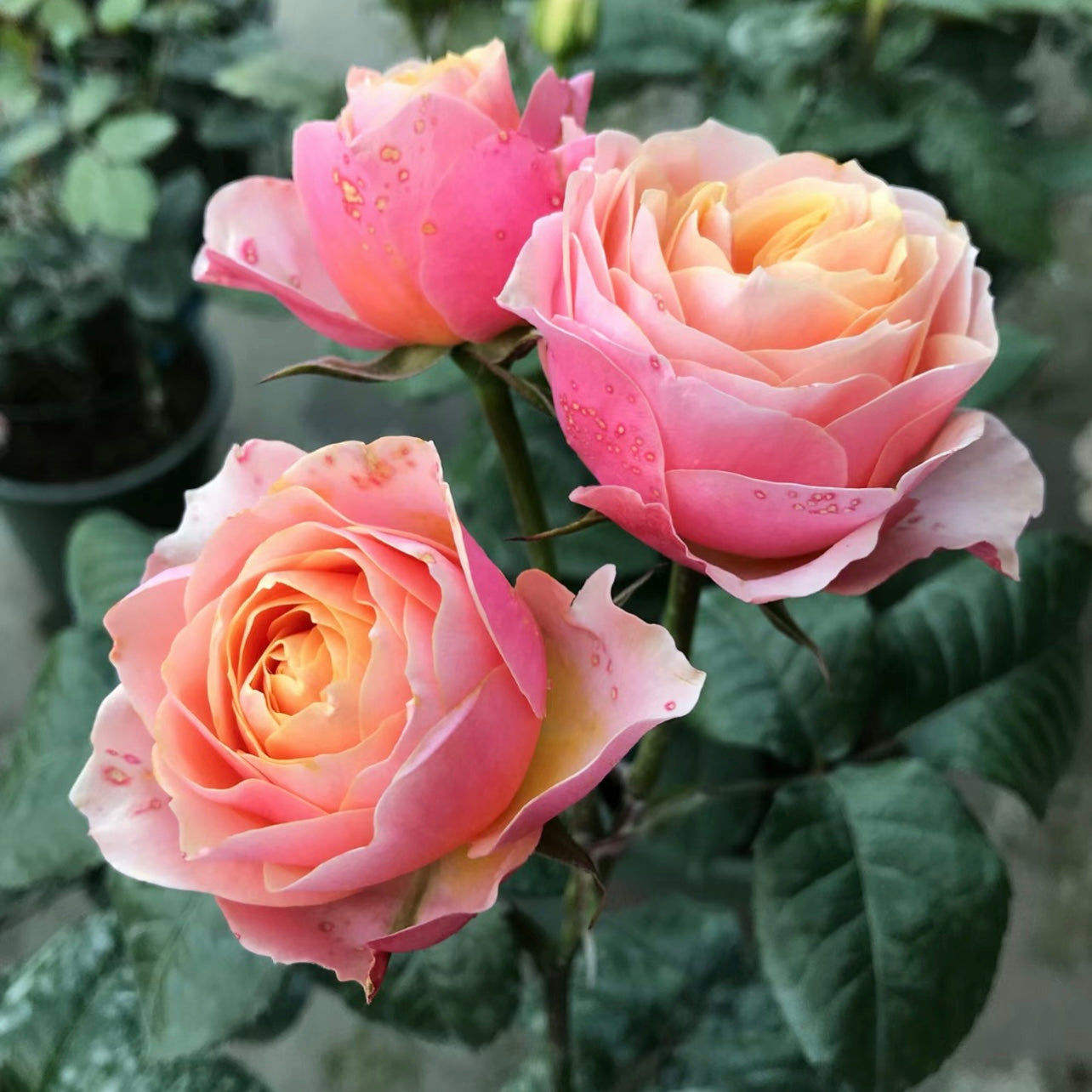 Vuvuzela Rose - Kate Roses