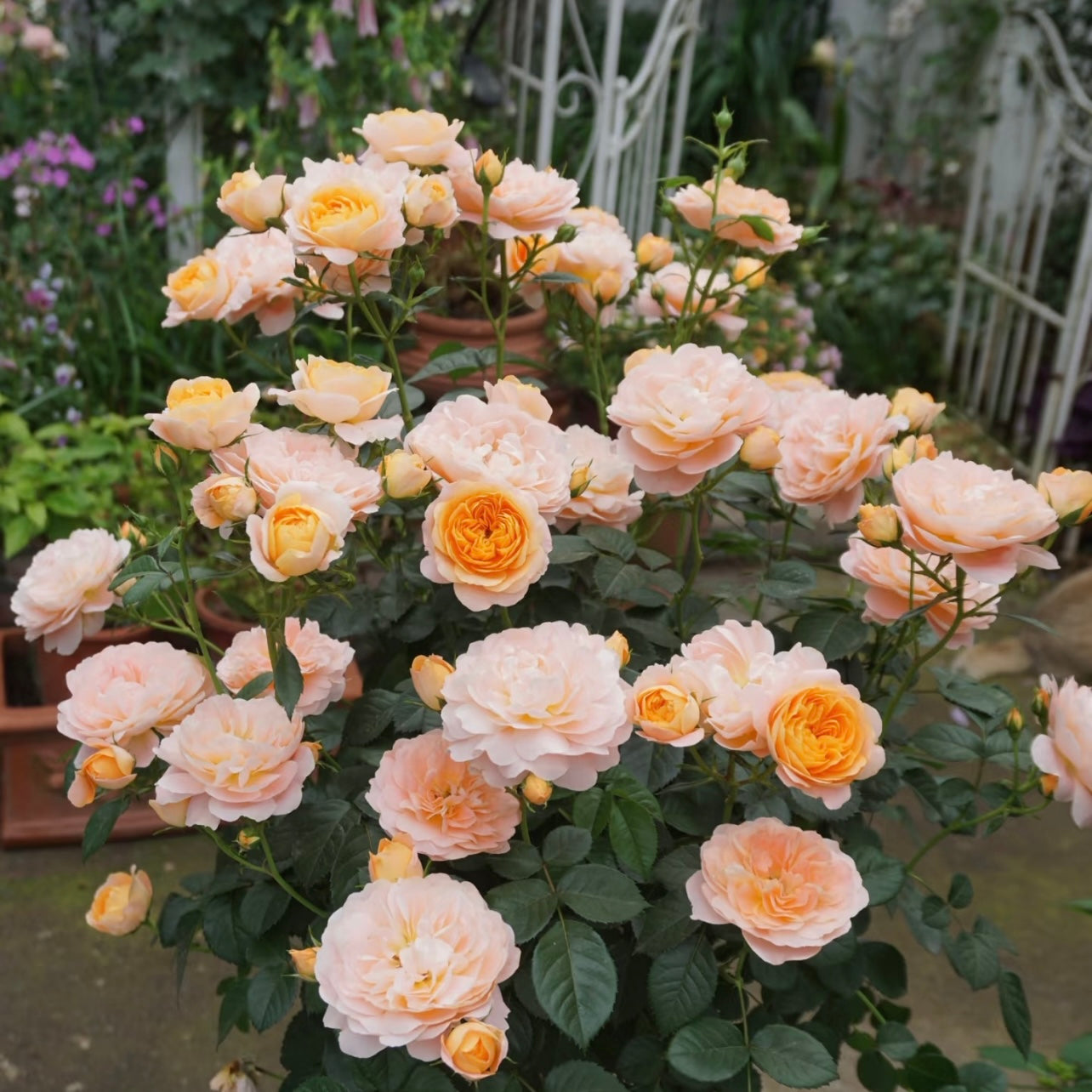 Juicy Terrazza Tree Rose