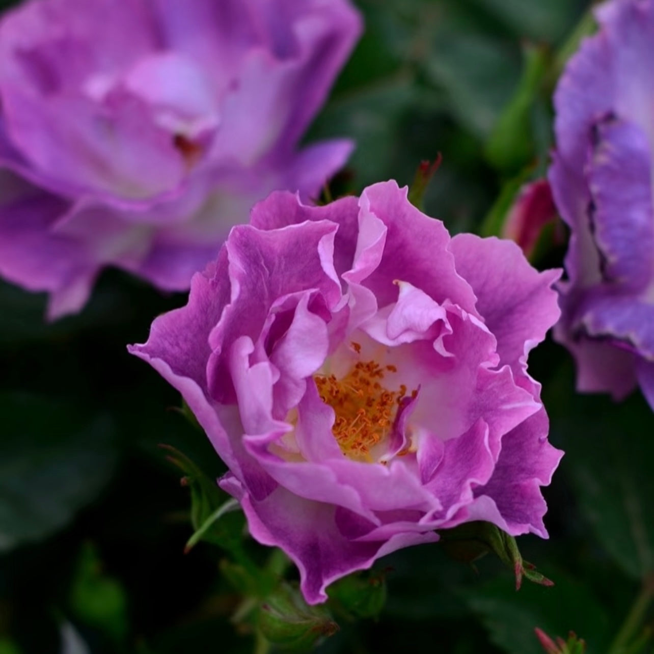 Close view of Blue For You roses flowering abundantly.