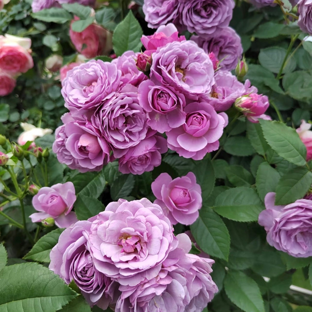 Lavender Bouquet Rose
