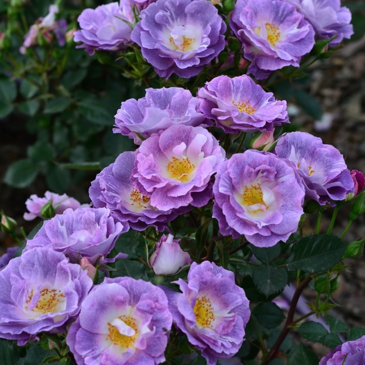 Blue For You rose blooming in clusters with lavender-violet petals in the garden.
