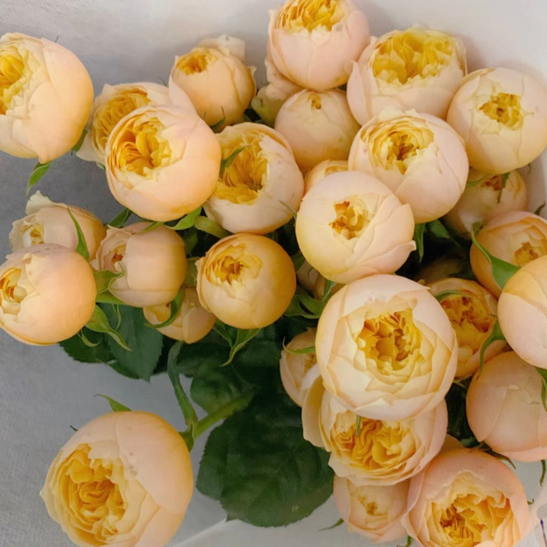 Golden Vuvuzela Rose - Kate Roses