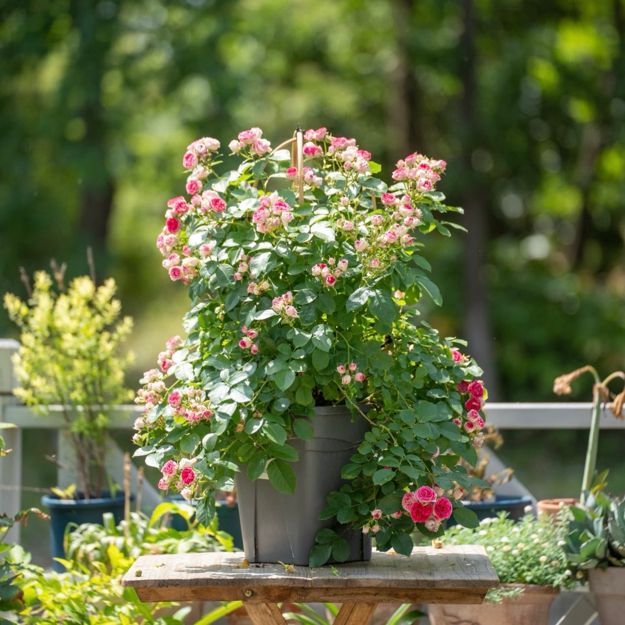 Yan Zhi Kou Rose – Vigorous Climbing Rose with Red and Pink Blooms