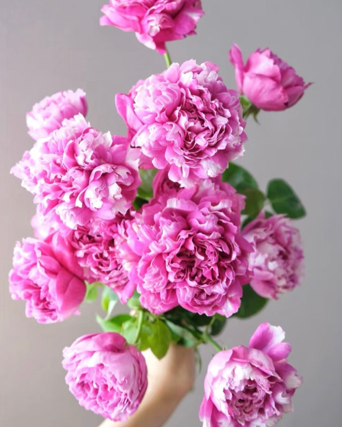 Zi Wu Ning Shuang Rose