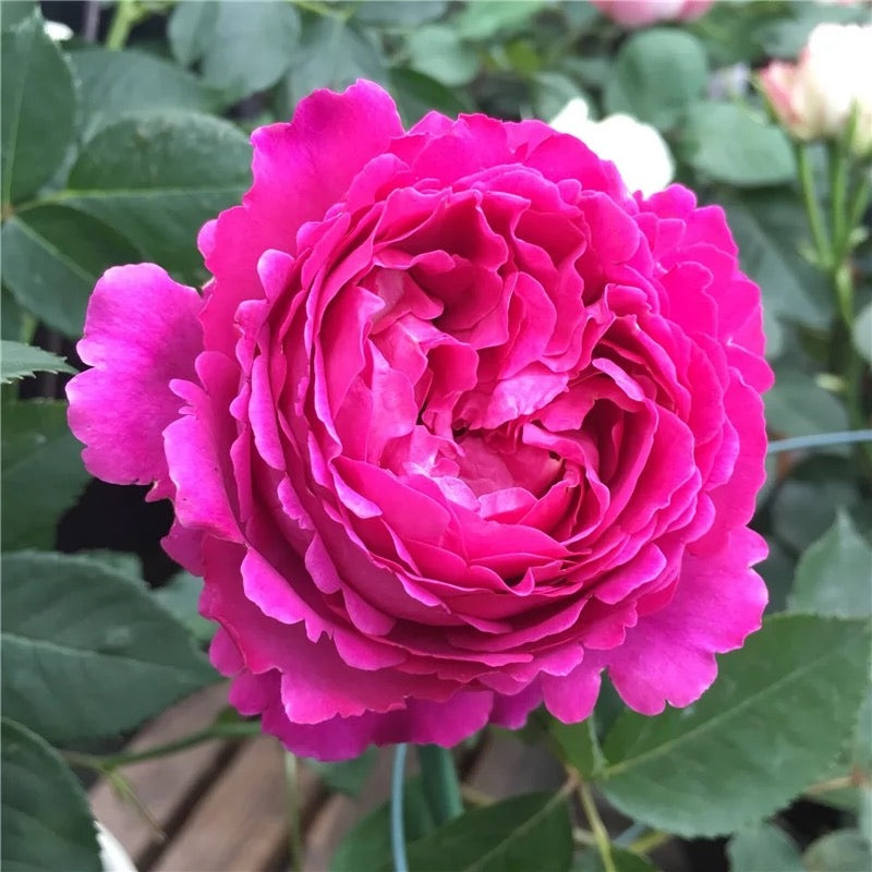 Yves Scented Garden Rose