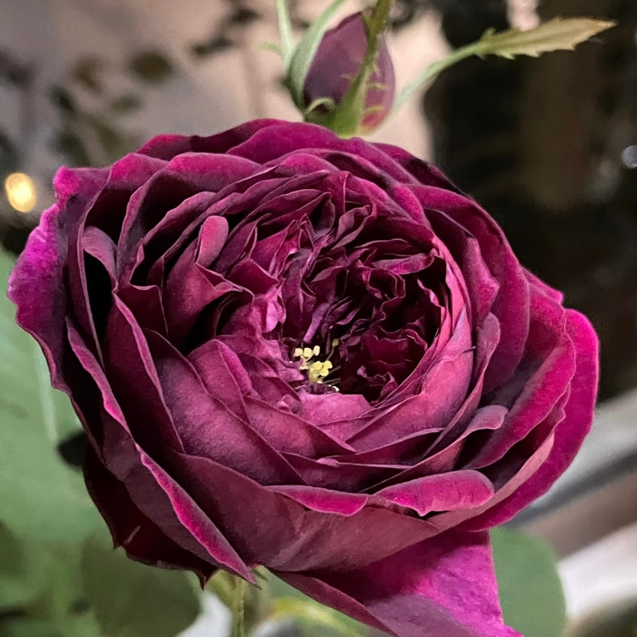 Close-up of Royal Palace rose bloom showing layered crimson petals with a rich, velvety texture and classic fragrance.