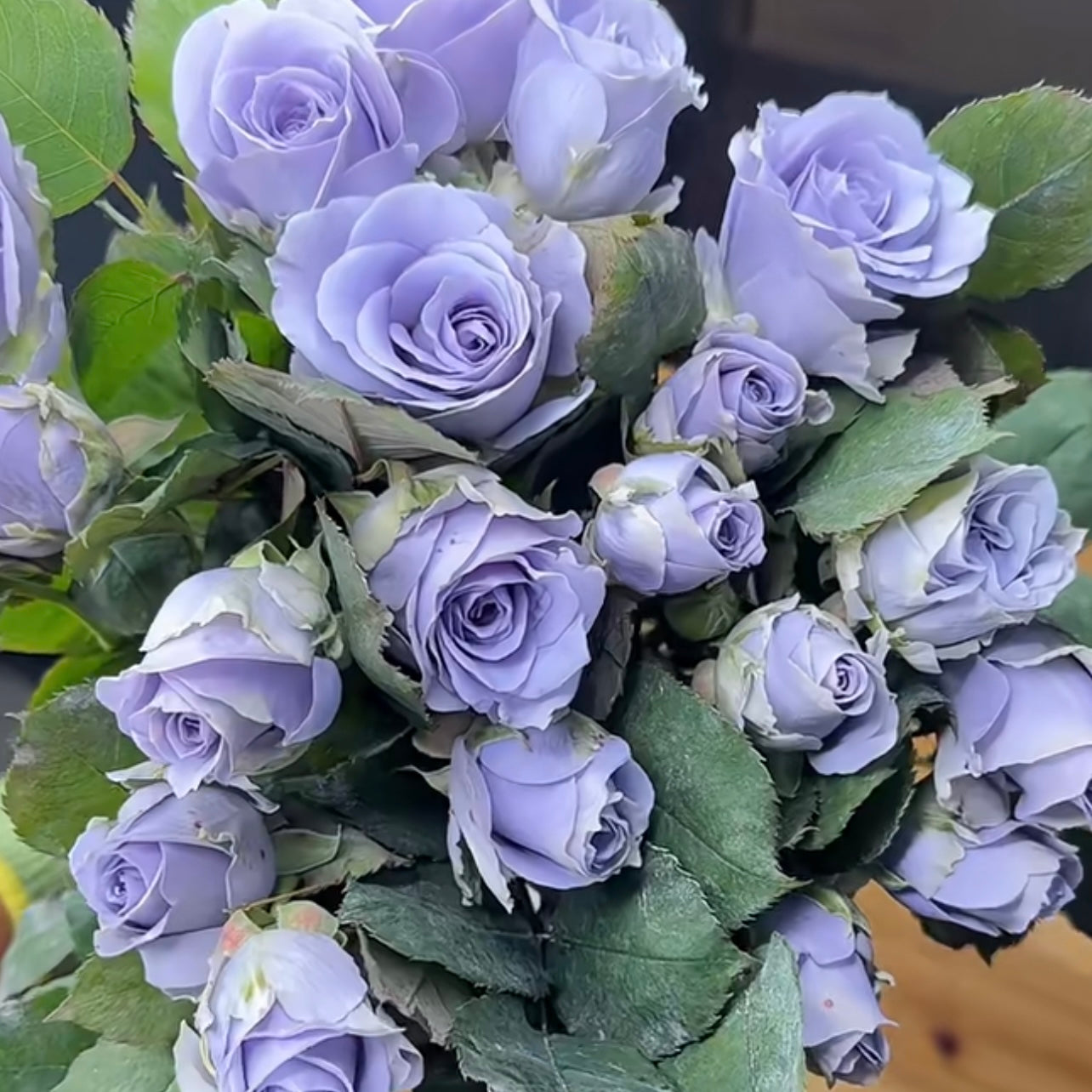 Bouquet of Turn Blue roses displaying lavender-blue blooms and compact floribunda form, perfect for collectors and advanced gardeners.