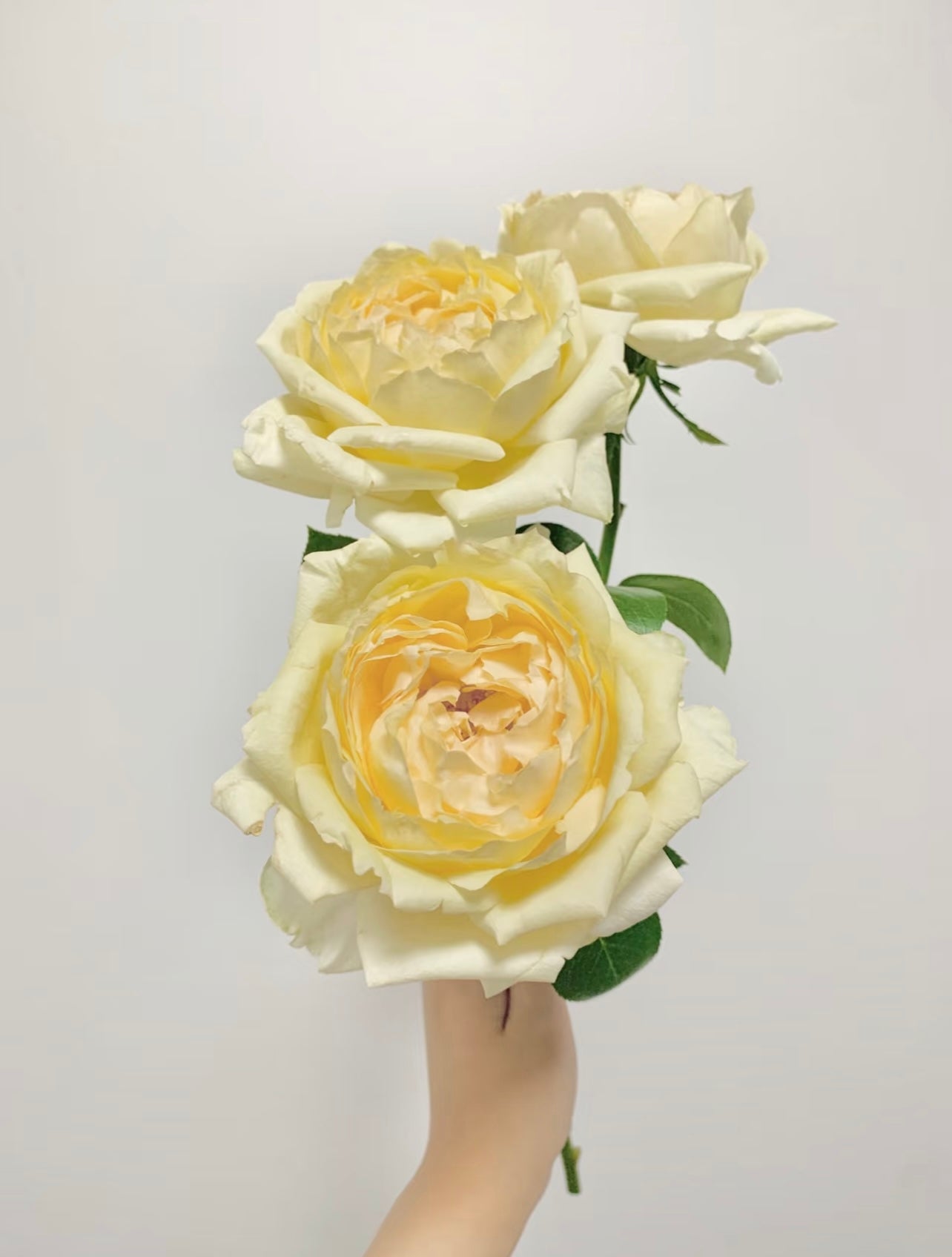 Yves Golden Piaget Rose