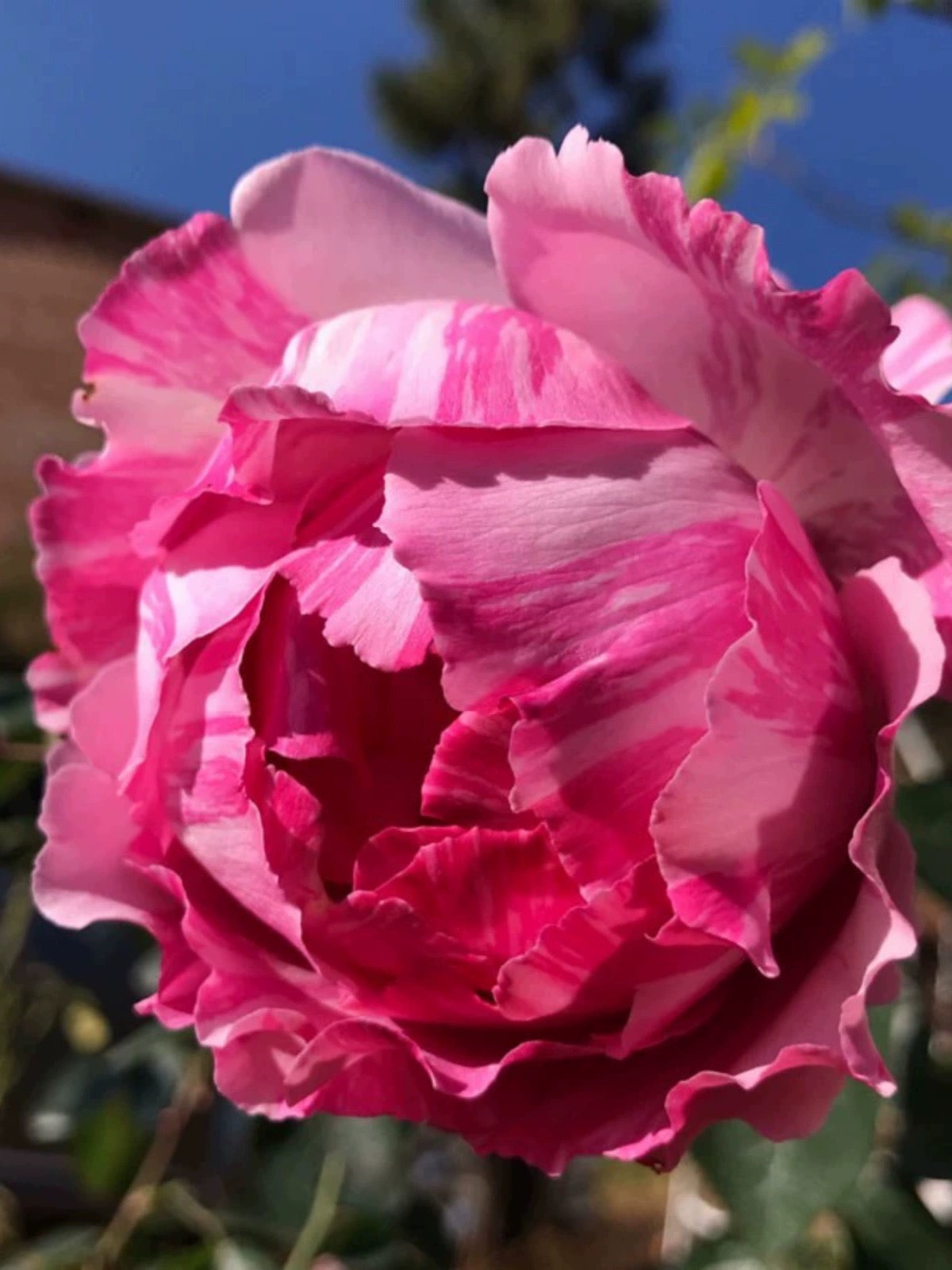 Yves Splash Rose - Kate Roses