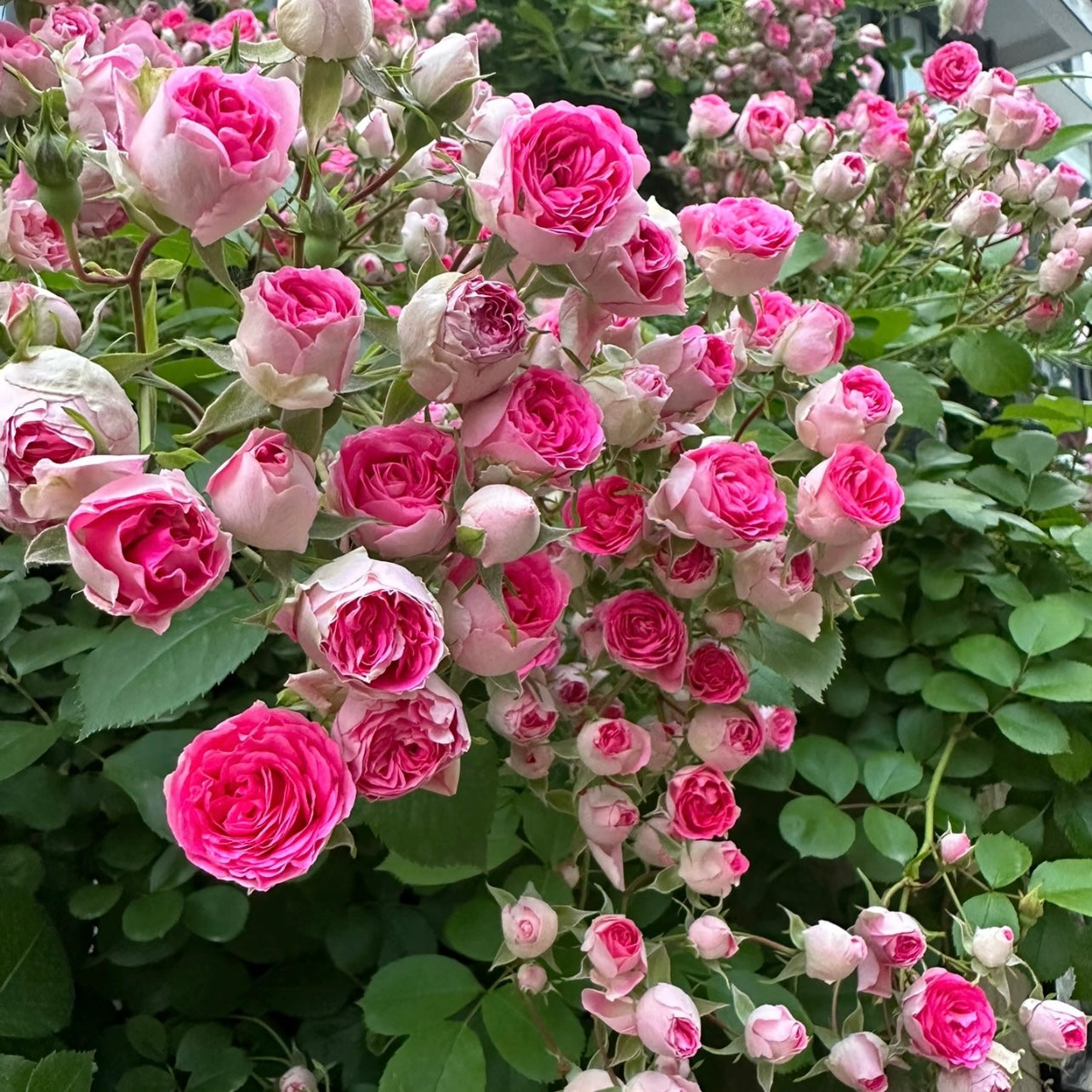 Yan Zhi Kou Rose – Vigorous Climbing Rose with Red and Pink Blooms