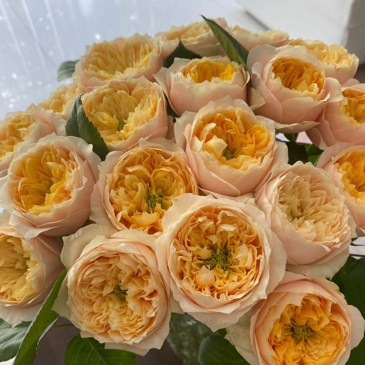 Golden Vuvuzela Rose - Kate Roses