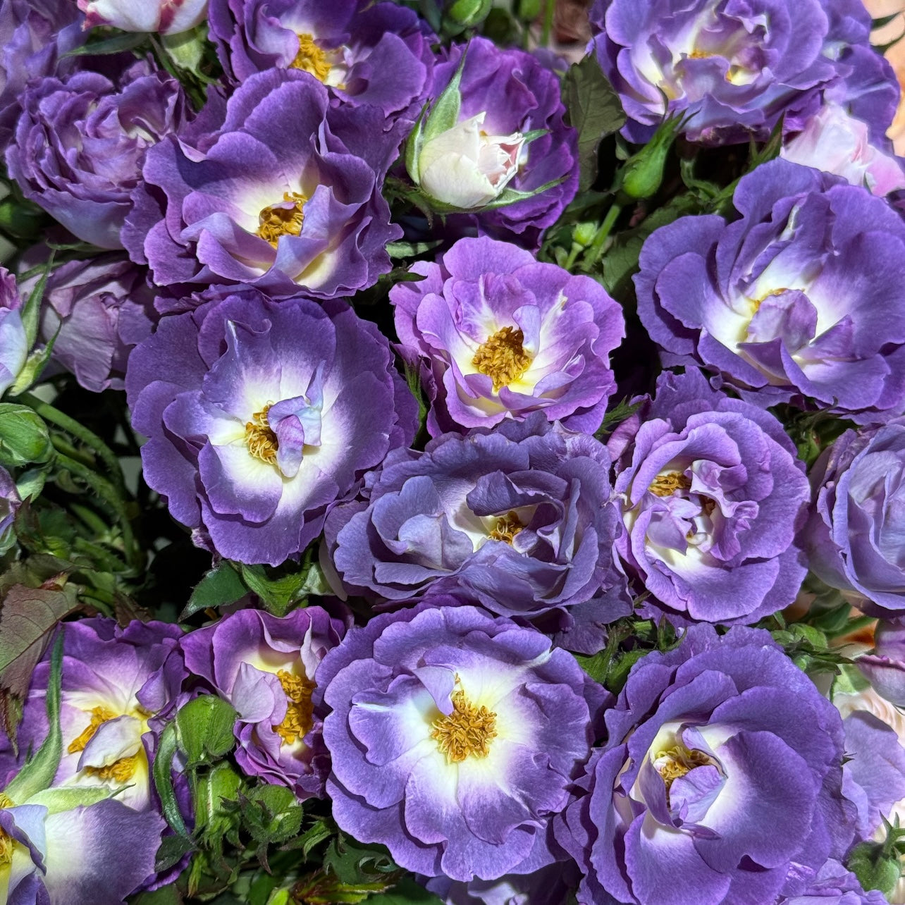 Bouquet of Lavender Blue For You roses flowering.